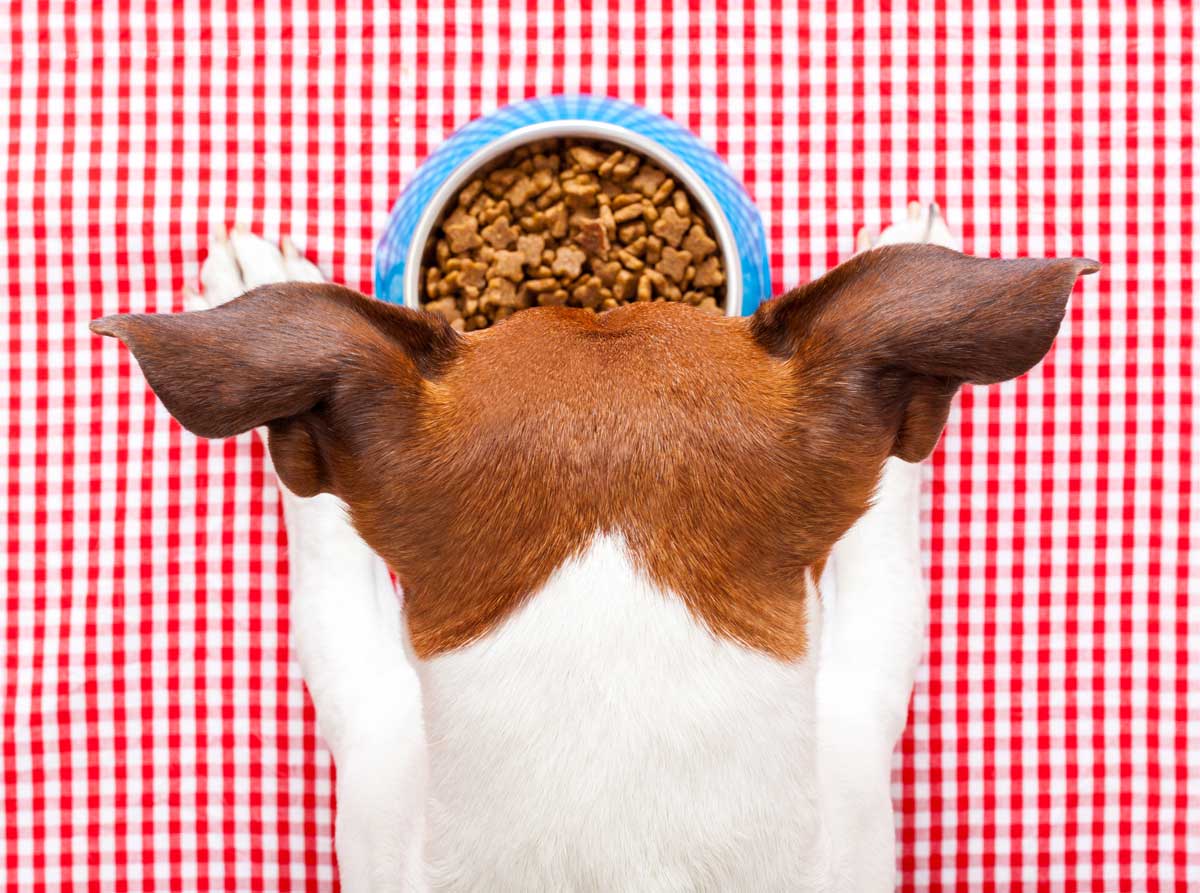 Alimentation sans céréales : Pas sans danger ?