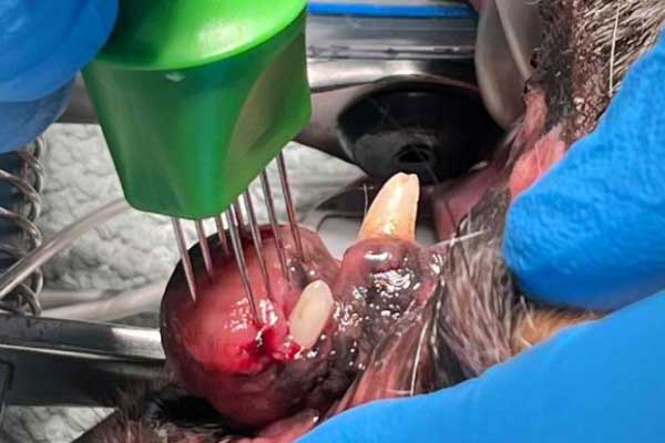 L’électrochimiothérapie : une alternative innovante contre les tumeurs du chien et du chat