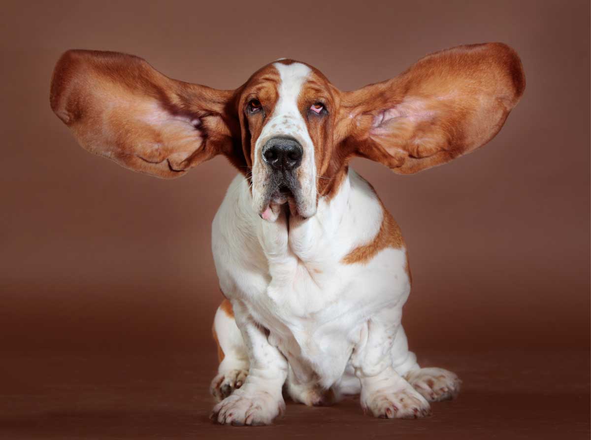 Nettoyage des oreilles : Tout ce qu’il faut savoir