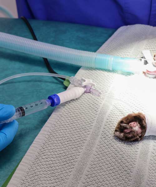 L'Oncologie