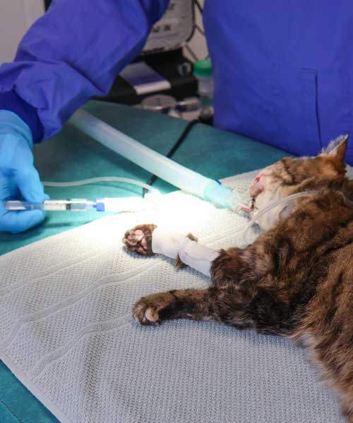 L'Oncologie