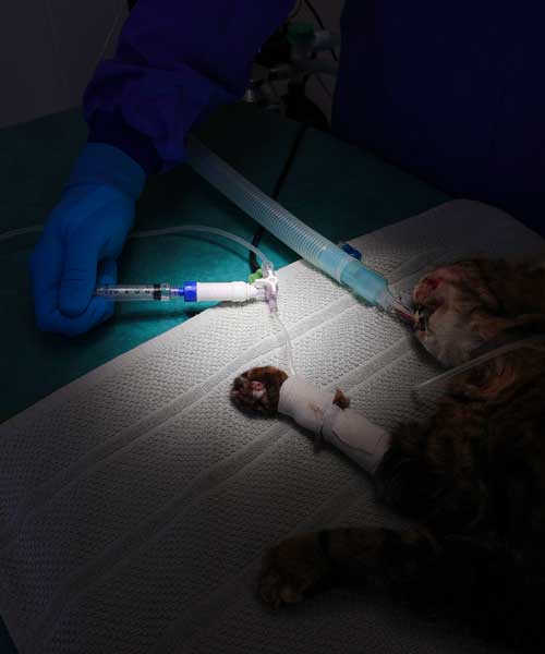 L'Oncologie